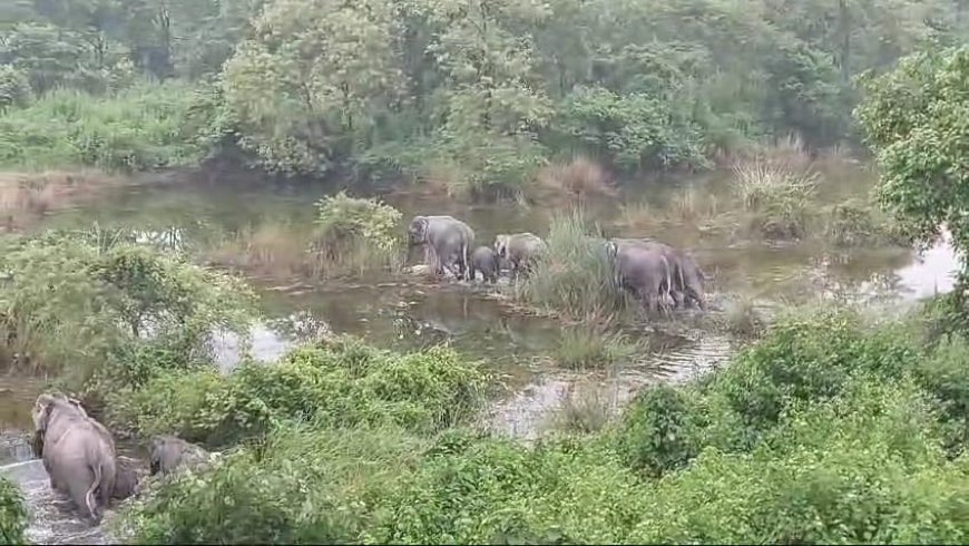 ট্রেন চালকের বুদ্ধিতে একদল হাতির প্রাণ বাঁচলো