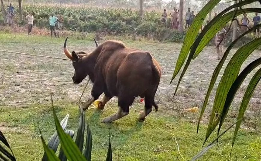 শিলিগুড়ি মহকুমার পাহাড় গুমিয়া এলাকায় ঢুকে পড়ল একটি বাইসন,ব্যাপক চাঞ্চল্য