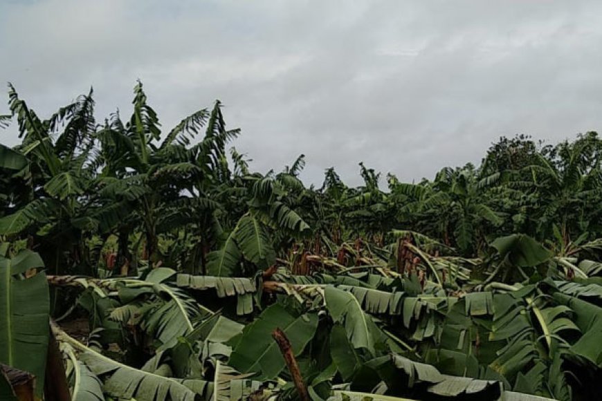 'ডানা'র প্রভাবে বাংলার কৃষকদের ফসলের ব্যাপক ক্ষয়ক্ষতি!